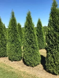 Grote Westerse Levensboom (Thuja Occidentalis 'Smaragd') -Tuinplanten Winkel thuja occ smaragd 200250 2 1