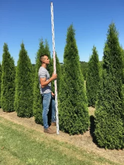 Grote Westerse Levensboom (Thuja Occidentalis 'Smaragd') 6 Grote Westerse Levensboom (Thuja Occidentalis 'Smaragd') -Tuinplanten Winkel thuja occ smaragd 250300