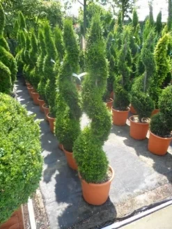 Conifeer Als Spiraal (Thuja Occidentalis 'Smaragd') -Tuinplanten Winkel thuja occidentalis smaragd spiraal 125 150 c20