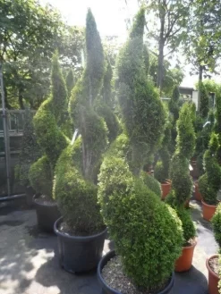 Conifeer Als Spiraal (Thuja Occidentalis 'Smaragd') -Tuinplanten Winkel thuja occidentalis smaragd spiraal 175 200 c50
