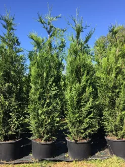 Grote Levensboom (Thuja Plicata 'Atrovirens') -Tuinplanten Winkel thuja pl. atrovirens h225250cm