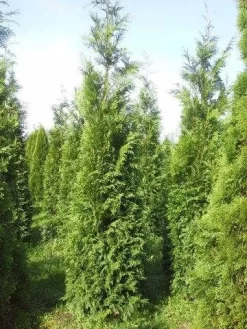 Levensboom (Thuja Plicata 'Atrovirens') -Tuinplanten Winkel thuja pl atrovirens 300