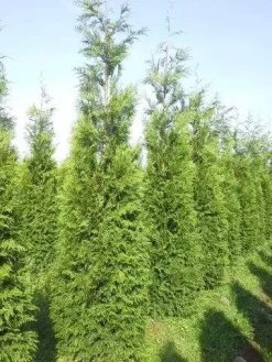 Levensboom (Thuja Plicata 'Atrovirens') -Tuinplanten Winkel thuja pl atrovirens 300 350 1
