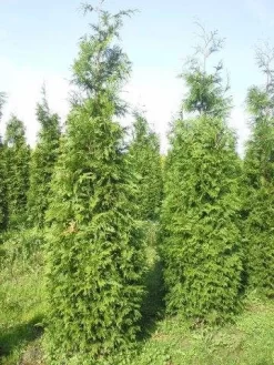 Levensboom (Thuja Plicata 'Martin') -Tuinplanten Winkel thuja pl martin 300 350 1