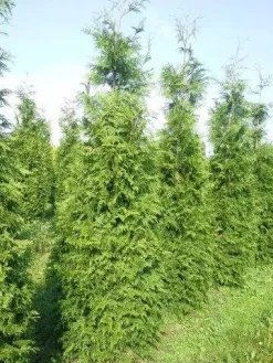 Levensboom (Thuja Plicata 'Martin') -Tuinplanten Winkel thuja pl martin 300 350 2