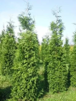 Levensboom (Thuja Plicata 'Martin') -Tuinplanten Winkel thuja pl martin 300 350 3