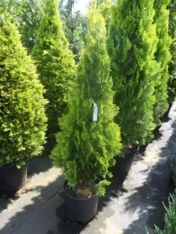 Levensboom (Thuja Orientalis 'Pyramidalis Aurea') -Tuinplanten Winkel thuja platycladus orientalis pyramidalis aurea 125 150 1
