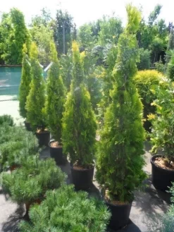 Levensboom (Thuja Orientalis 'Pyramidalis Aurea') -Tuinplanten Winkel thuja platycladus orientalis pyramidalis aurea 150 175 1