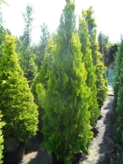 Levensboom (Thuja Orientalis 'Pyramidalis Aurea') -Tuinplanten Winkel thuja platycladus orientalis pyramidalis aurea 175 200 250 1