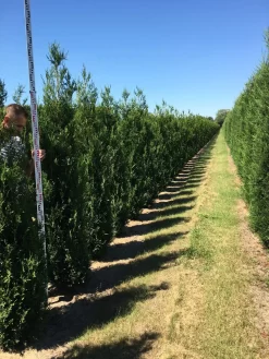 Grote Levensboom (Thuja Plicata 'Atrovirens') -Tuinplanten Winkel thuja plic atrovirens 200250