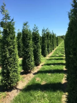 Grote Haagconifeer (Thuja Plicata 'Excelsa') -Tuinplanten Winkel thuja plic excelsa