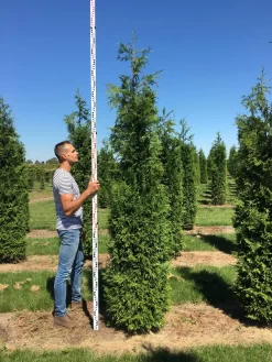 Grote Haagconifeer (Thuja Plicata 'Excelsa')