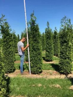 Grote Haagconifeer (Thuja Plicata 'Excelsa') -Tuinplanten Winkel thuja plic excelsa 250300 3