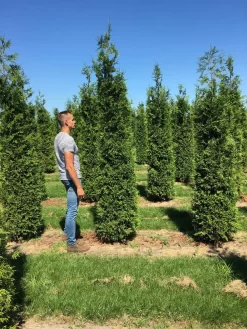 Grote Haagconifeer (Thuja Plicata 'Excelsa') -Tuinplanten Winkel thuja plic excelsa 300350