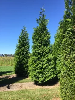 Grote Haagconifeer (Thuja Plicata 'Excelsa') -Tuinplanten Winkel thuja plic excelsa 400450