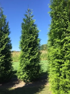 Grote Haagconifeer (Thuja Plicata 'Excelsa') -Tuinplanten Winkel thuja plic excelsa 400450 2
