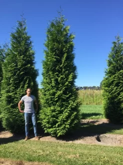 Grote Haagconifeer (Thuja Plicata 'Excelsa') -Tuinplanten Winkel thuja plic excelsa 450500