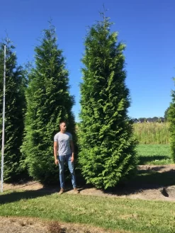 Grote Haagconifeer (Thuja Plicata 'Excelsa') -Tuinplanten Winkel thuja plic excelsa 500550