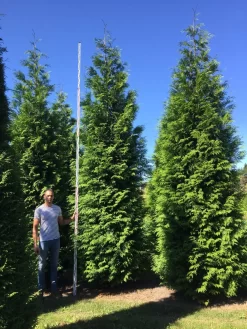 Grote Haagconifeer (Thuja Plicata 'Excelsa') -Tuinplanten Winkel thuja plic excelsa 500550 2