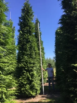 Grote Haagconifeer (Thuja Plicata 'Excelsa') -Tuinplanten Winkel thuja plic excelsa 600700