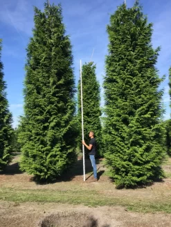 Grote Haagconifeer (Thuja Plicata 'Excelsa') -Tuinplanten Winkel thuja plic excelsa 700800