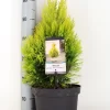 Levensboom (Thuja Plicata '4ever Goldy')