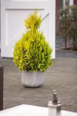 Levensboom (Thuja Plicata '4ever Goldy') -Tuinplanten Winkel thuja plicata 4ever goldy pbr