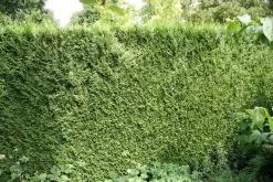 Levensboom (Thuja Plicata 'Atrovirens') -Tuinplanten Winkel thuja plicatum atrovirens 1