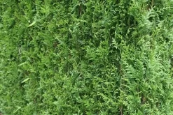 Levensboom (Thuja Plicata 'Atrovirens') -Tuinplanten Winkel thuja plicatum atrovirens 2