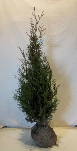 Levensboom (Thuja Plicata 'Atrovirens') -Tuinplanten Winkel thujapatrovirens100 125