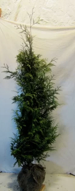 Reuzenlevensboom (Thuja Plicata 'Excelsa') -Tuinplanten Winkel thujapexcelsa150 175