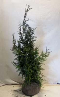 Levensboom (Thuja Plicata 'Martin') -Tuinplanten Winkel thujapmartin080 100