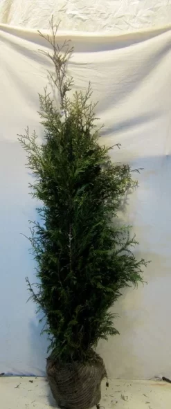 Levensboom (Thuja Plicata 'Martin') -Tuinplanten Winkel thujapmartin125 150