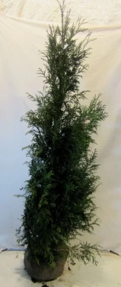 Levensboom (Thuja Plicata 'Martin') -Tuinplanten Winkel thujapmartin150 175