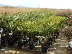 Winterharde Palm Meerstammig (Trachycarpus Fortunei) -Tuinplanten Winkel trachycarpus fortunei