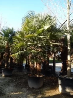 Winterharde Palm Meerstammig (Trachycarpus Fortunei) 11 Winterharde Palm Meerstammig (Trachycarpus Fortunei) -Tuinplanten Winkel trachycarpus fortunei 3 stammig 1