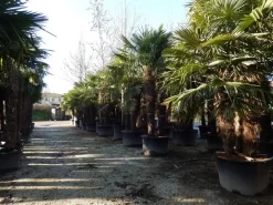 Winterharde Palm Meerstammig (Trachycarpus Fortunei) 10 Winterharde Palm Meerstammig (Trachycarpus Fortunei) -Tuinplanten Winkel trachycarpus fortunei 3 stammig 2 1