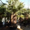 Winterharde Palm Meerstammig (Trachycarpus Fortunei)