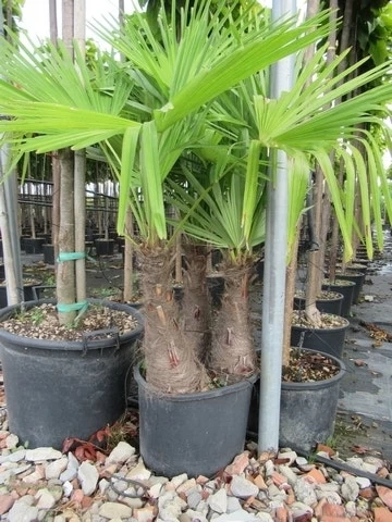Winterharde Palm Meerstammig (Trachycarpus Fortunei) 8 Winterharde Palm Meerstammig (Trachycarpus Fortunei) - Afbeelding 8