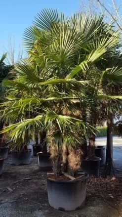 Winterharde Palm Meerstammig (Trachycarpus Fortunei) 13 Winterharde Palm Meerstammig (Trachycarpus Fortunei) -Tuinplanten Winkel trachycarpus meerstammig 2 1