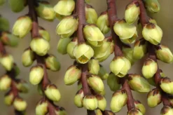 Staartaar (Stachyurus Praecox) -Tuinplanten Winkel vaem00024 1 1