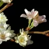 Japanse Sierkers (Prunus Subhirtella 'Autumnalis')
