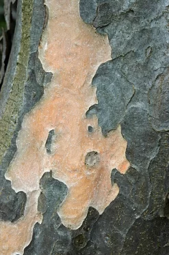 Grote Parrotia (Parrotia Persica) 10 Grote Parrotia (Parrotia Persica) -Tuinplanten Winkel vaem01237