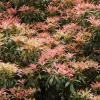 Rotsheide (Pieris Japonica)