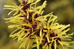 Toverhazelaar (Hamamelis Mollis) -Tuinplanten Winkel vaem02437