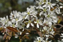 Krentenboom (Amelanchier Arborea 'Robin Hill')