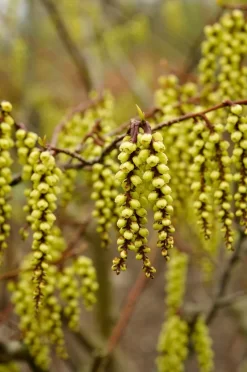 Uitgelichte producten 21 Staartaar (Stachyurus Praecox)