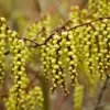 Staartaar (Stachyurus Praecox)