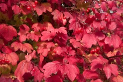 Gelderse Roos (Viburnum Opulus) -Tuinplanten Winkel vaem08760