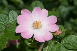 Ondoordringbare Haag, Hoog -Tuinplanten Winkel vaem09210